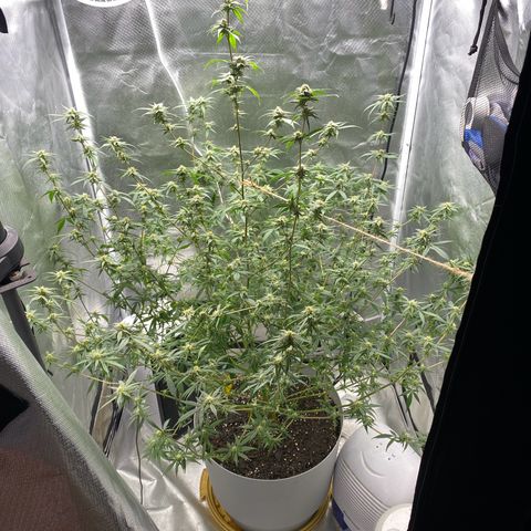 Suzie growlog timeline photo