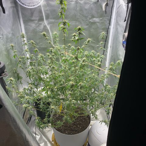 Suzie growlog timeline photo