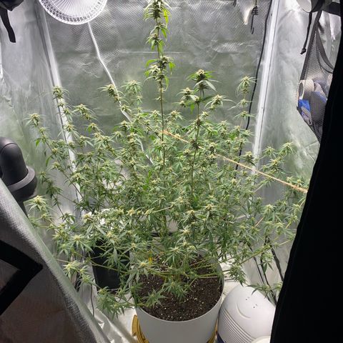 Suzie growlog timeline photo