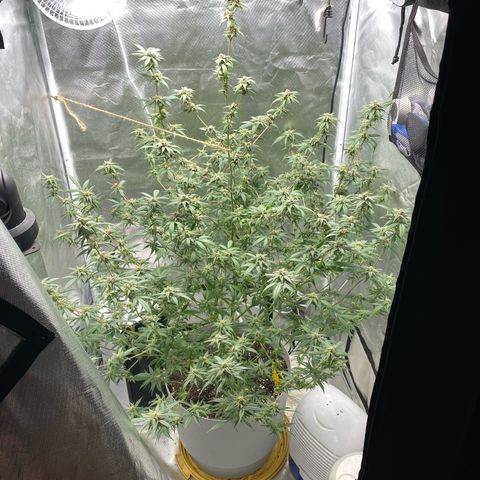 Suzie growlog timeline photo