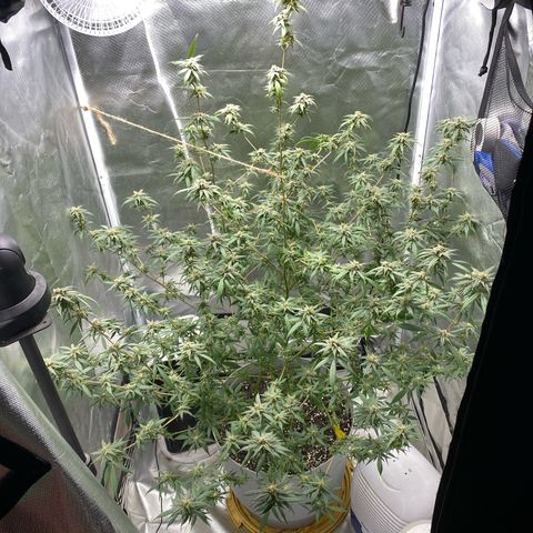 Suzie growlog timeline photo