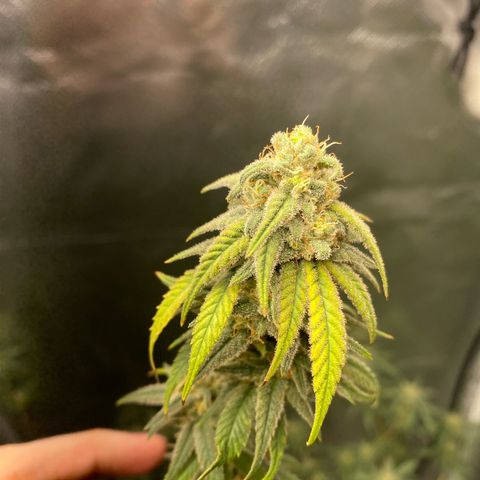 Suzie growlog timeline photo