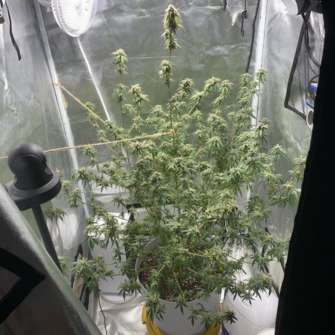 Suzie growlog timeline photo
