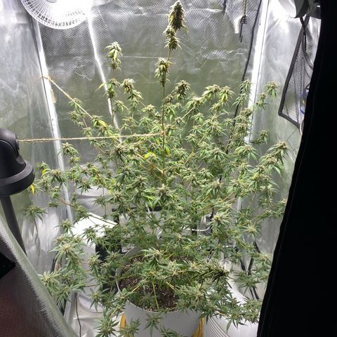 Suzie growlog timeline photo