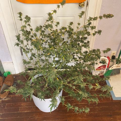 Suzie growlog timeline photo