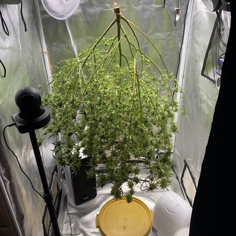 Suzie growlog timeline photo