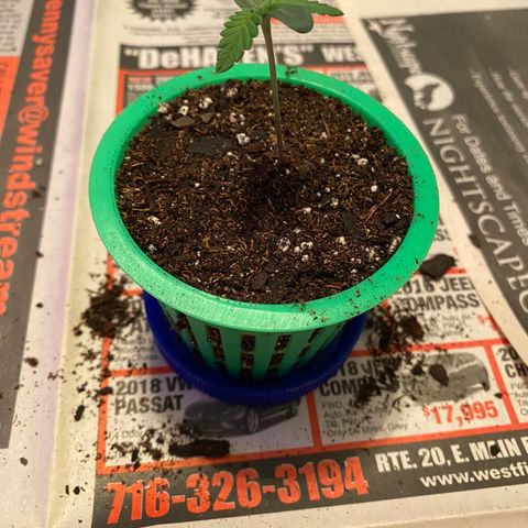 Bethany growlog photo: Post transplant 