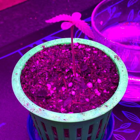 Bethany growlog timeline photo