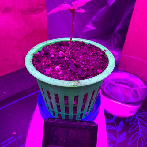 Bethany growlog timeline photo