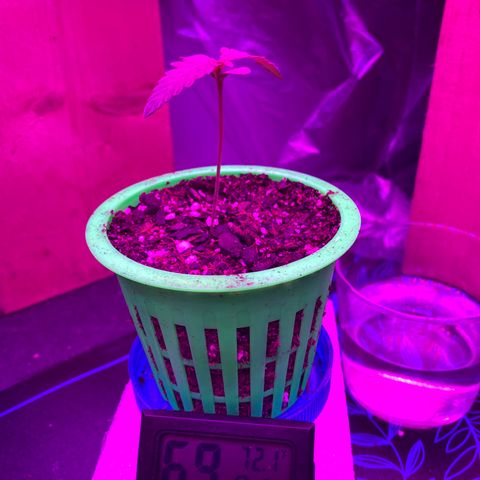 Bethany growlog timeline photo