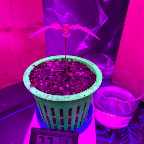 Bethany growlog timeline photo