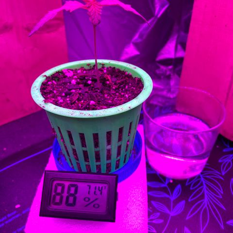 Bethany growlog timeline photo
