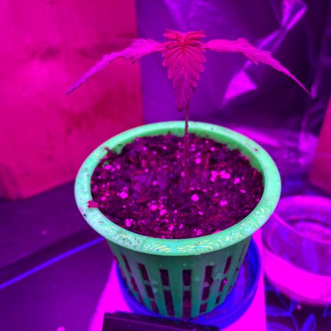 Bethany growlog timeline photo