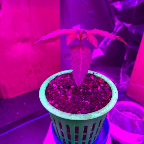 Bethany growlog timeline photo