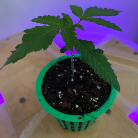 Bethany growlog timeline photo