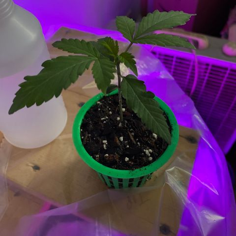 Bethany growlog timeline photo
