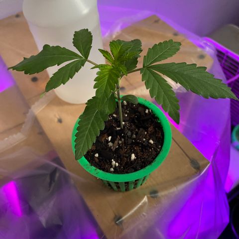 Bethany growlog timeline photo