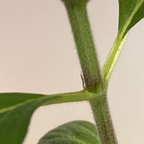 Bethany growlog photo: Pistil?