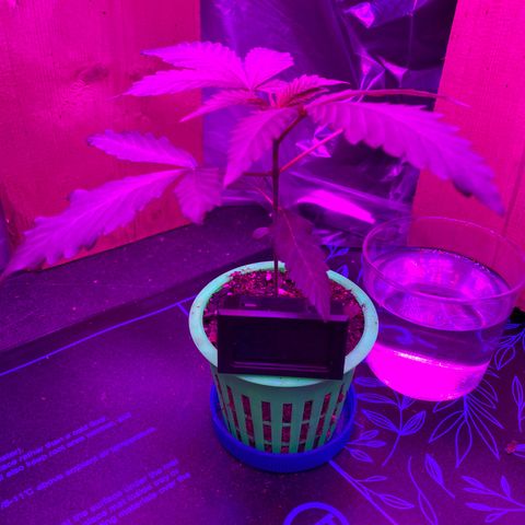 Bethany growlog timeline photo