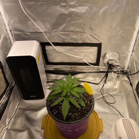 Bethany growlog timeline photo