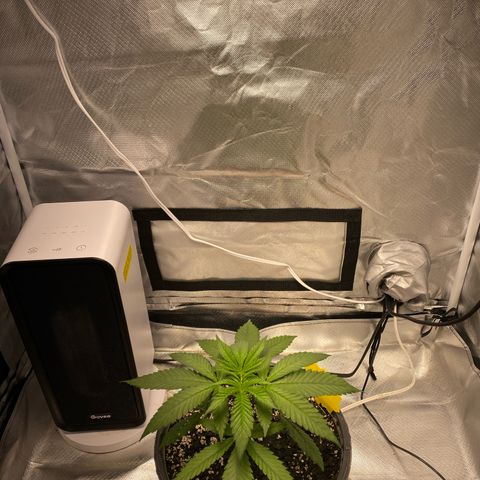 Bethany growlog timeline photo