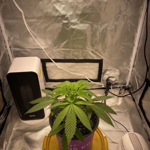 Bethany growlog timeline photo