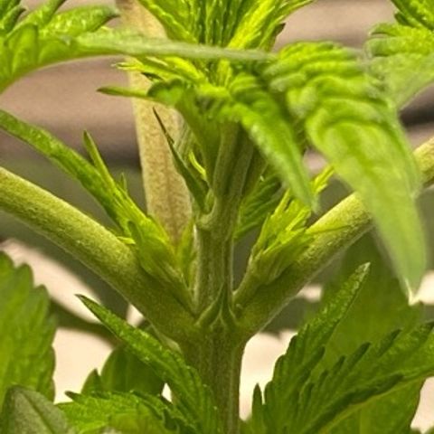 Bethany growlog timeline photo