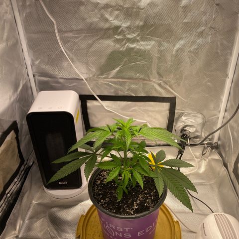 Bethany growlog timeline photo