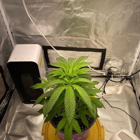 Bethany growlog timeline photo