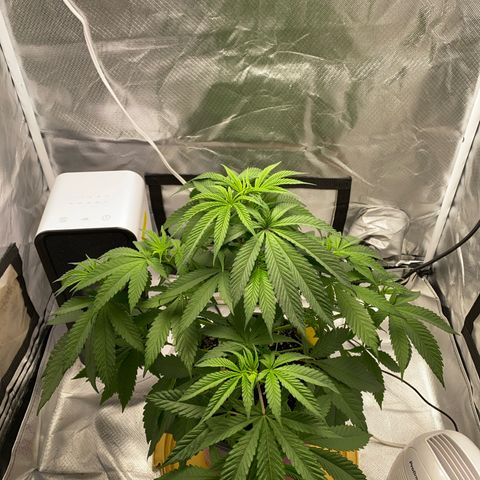 Bethany growlog timeline photo