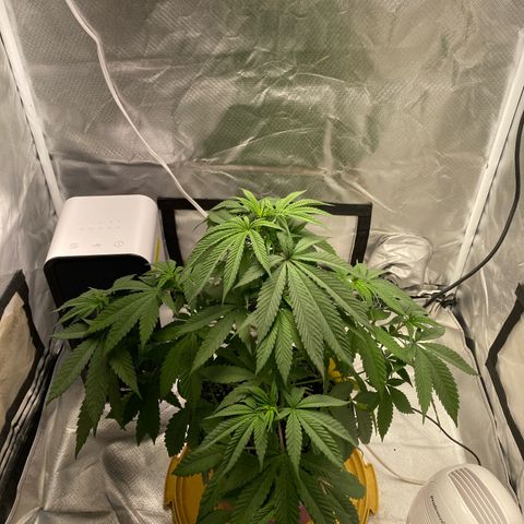 Bethany growlog timeline photo