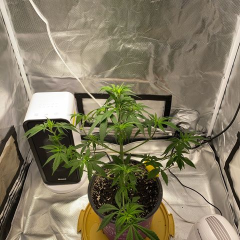 Bethany growlog timeline photo