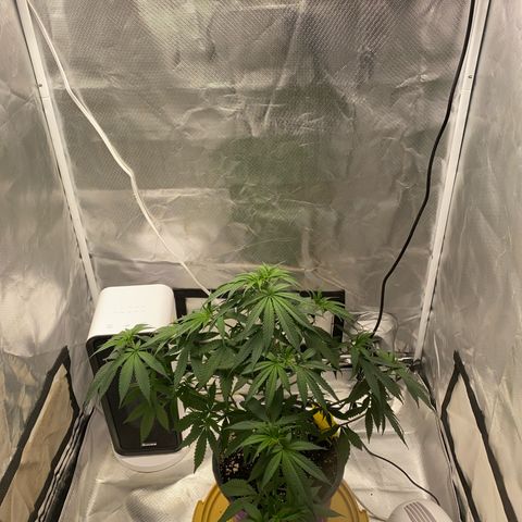 Bethany growlog timeline photo