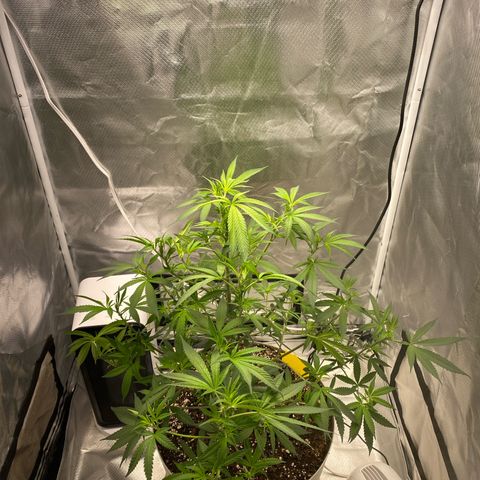 Bethany growlog timeline photo