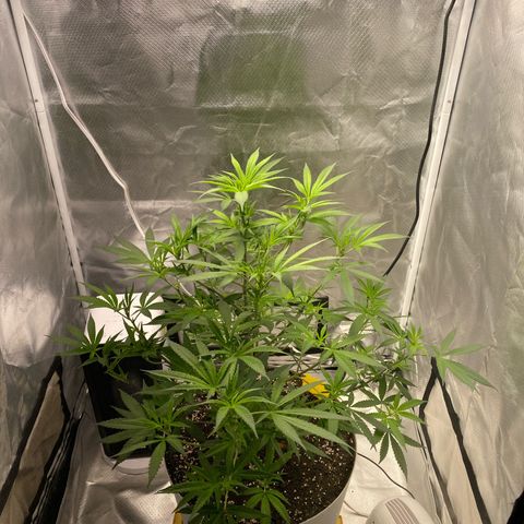 Bethany growlog timeline photo