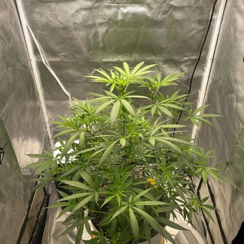 Bethany growlog timeline photo