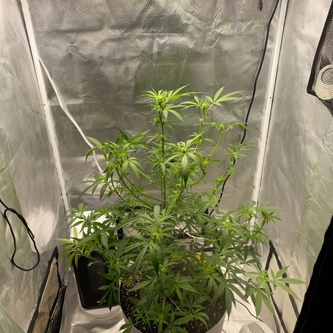 Bethany growlog timeline photo