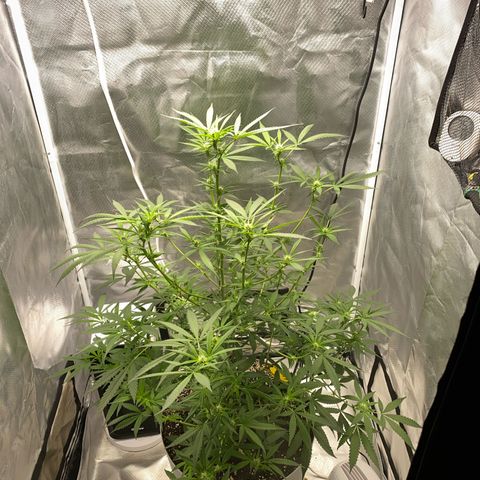 Bethany growlog timeline photo