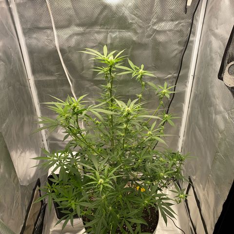Bethany growlog timeline photo