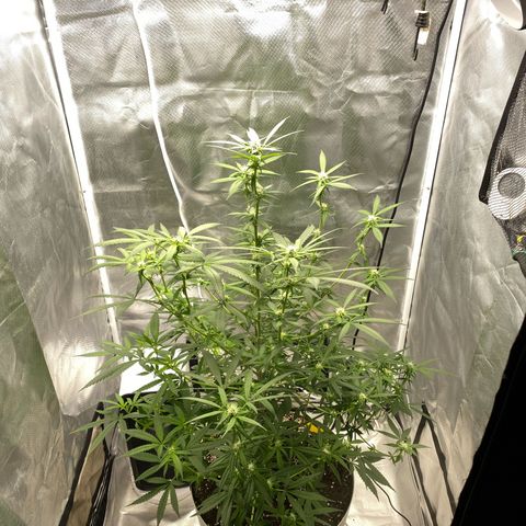 Bethany growlog timeline photo