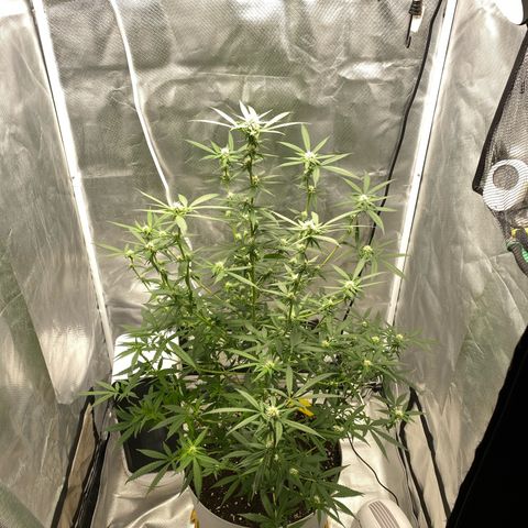 Bethany growlog timeline photo