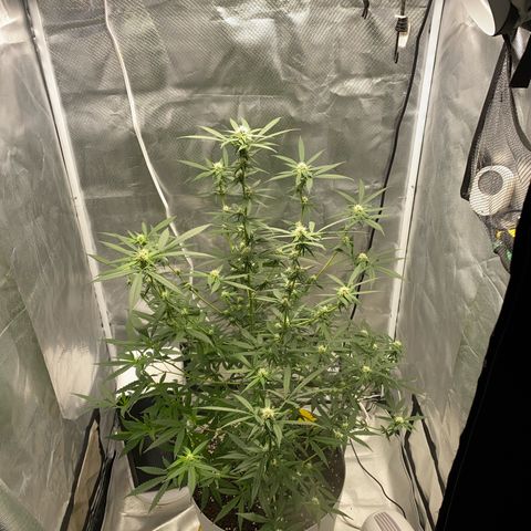 Bethany growlog timeline photo