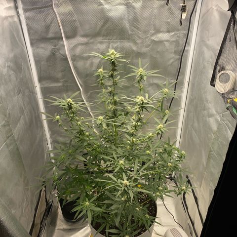 Bethany growlog timeline photo