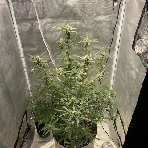 Bethany growlog timeline photo