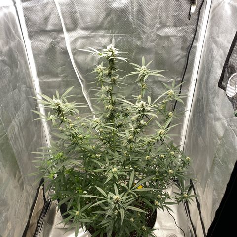 Bethany growlog timeline photo