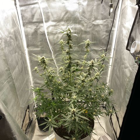 Bethany growlog timeline photo