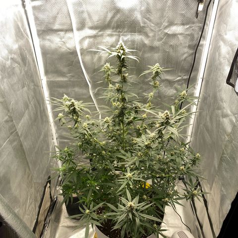 Bethany growlog timeline photo