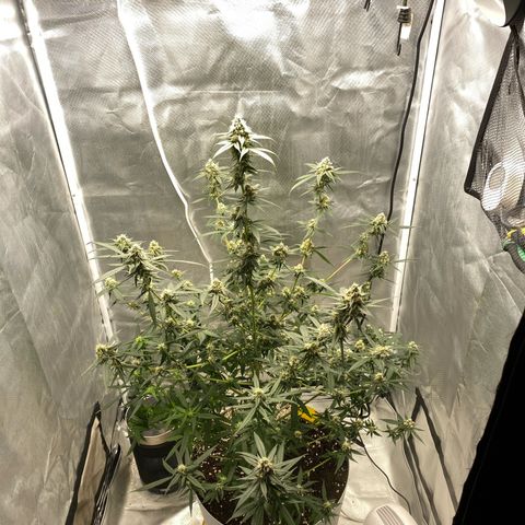 Bethany growlog timeline photo