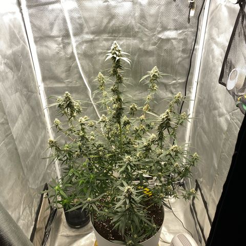 Bethany growlog timeline photo