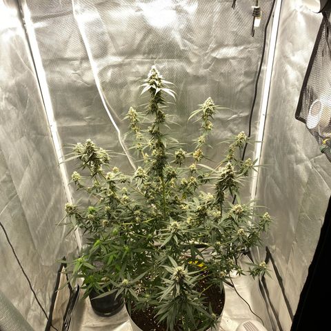 Bethany growlog timeline photo